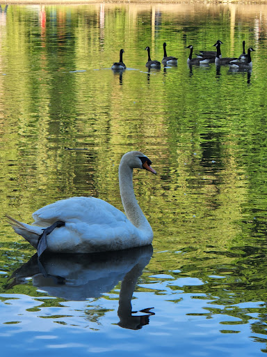 Park «Tibbetts Brook Park», reviews and photos, 355 Midland Ave, Yonkers, NY 10704, USA