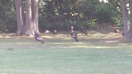 Golf Course «Pine Hills Golf Course», reviews and photos, 2 Country Club Dr, Manorville, NY 11949, USA