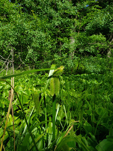 Park «Quaking Bog», reviews and photos, Theodore Wirth Pkwy, Minneapolis, MN 55411, USA