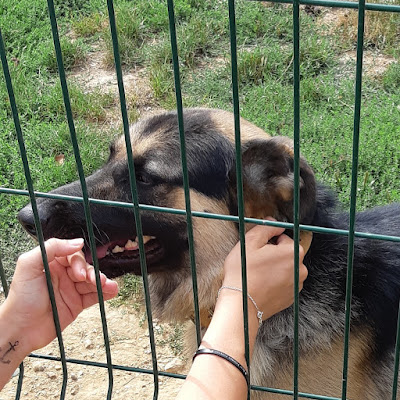 La Société Protectrice des Animaux (SPA) - refuge de Chamarande à Boissy-sous-Saint-Yon