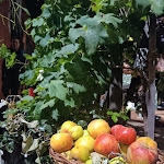 Photo n°3 de l'avis de Giuliana.a fait le 04/09/2023 à 20:43 sur le  Cave Ox Pizza Bar à Solicchiata