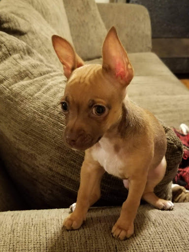 Pet Supply Store «PetSmart», reviews and photos, 1276 Bald Hill Rd, Warwick, RI 02886, USA