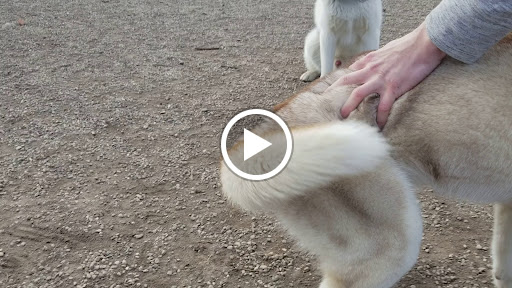 Park «Union Street Dog Park», reviews and photos, 59 Fair St, New Haven, CT 06511, USA