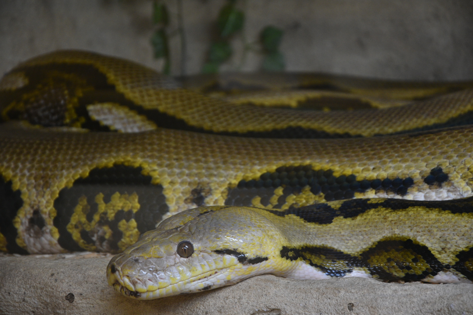 Photo n° 1 de l'avis de Cédric. fait le 10/02/2024 à 17:11