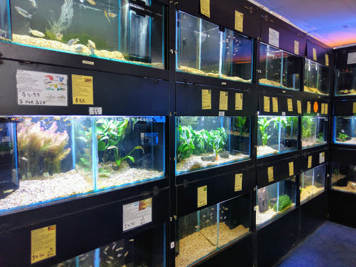 Aquarium Fish Paradise