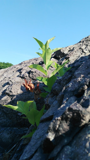 Park «High Rock Tower Park», reviews and photos, 30 Circuit Ave, Lynn, MA 01902, USA