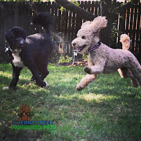 The Doodle Pro™ - Photo 8 - Car repair in , Aurora