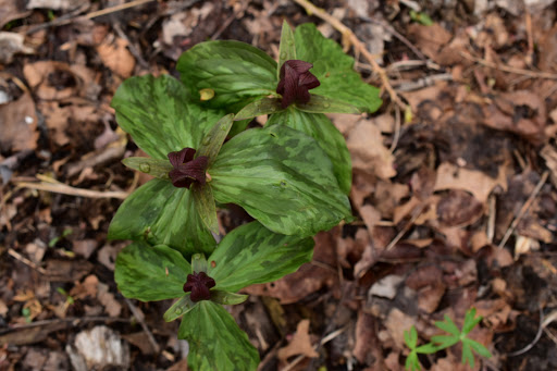 Nature Preserve «Creasey Mahan Nature Preserve», reviews and photos, 12501 Harmony Landing Rd, Goshen, KY 40026, USA