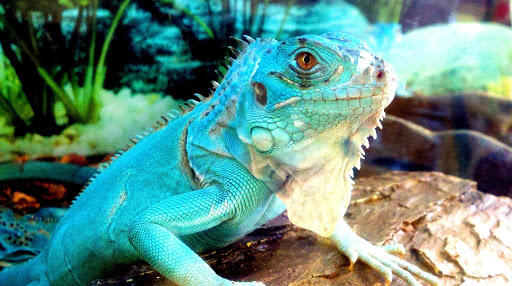 Pet Supply Store «Petco Animal Supplies», reviews and photos, 11331 W Broad St #151, Glen Allen, VA 23060, USA