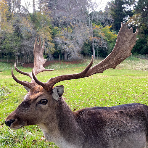 Reviews of Peat Park Deer Sanctuary in Whanganui - Museum