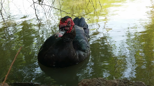 Park «Pendleton Park», reviews and photos, 1427 Morgan Blvd, Harlingen, TX 78550, USA