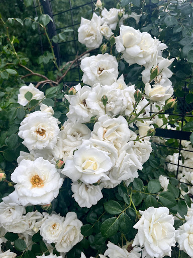 Park «Back Bay Fens», reviews and photos, 100 Park Dr, Boston, MA 02215, USA