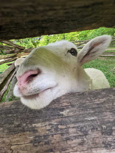 National Forest «Land Between the Lakes National Recreation Area», reviews and photos, 238 Visitor Center Dr, Golden Pond, KY 42211, USA