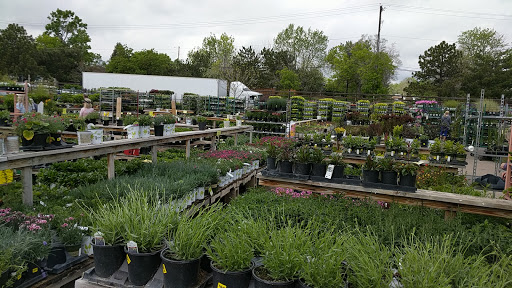 Stores to buy outdoor plants Denver