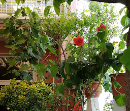 Eiscafé Giannone photo