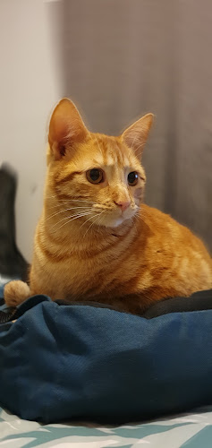 Veterinaria-centro Esterilizacion Dra. Mariola - Veterinario