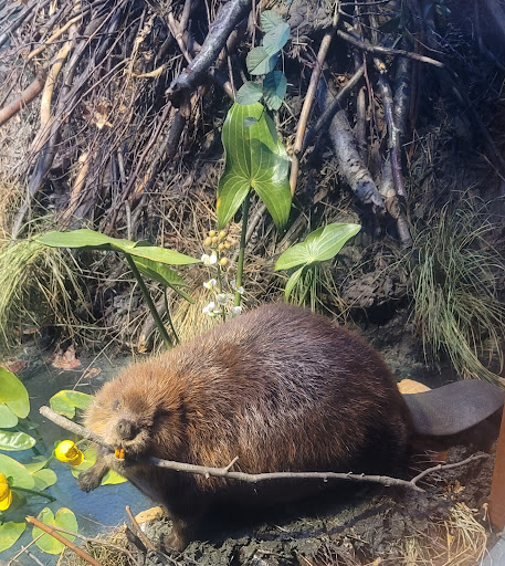 History Museum «The State Museum of Pennsylvania», reviews and photos, 300 North St, Harrisburg, PA 17120, USA