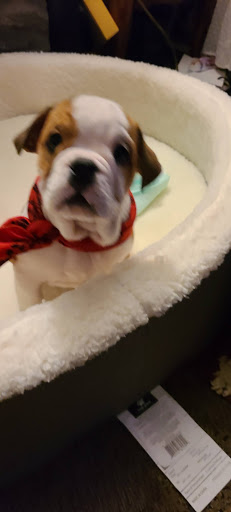 Pet Store «Village Pet Shop», reviews and photos, 701 N Black Horse Pike, Williamstown, NJ 08094, USA