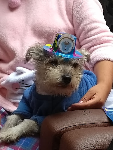 Clinica Veterinaria "Doggy"