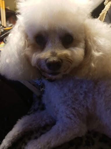 Pet Store «Animal House», reviews and photos, 7869 Hamilton Ave, Cincinnati, OH 45231, USA