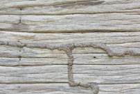 Affordable Termite Control In Anaheim - Photo 4 - Car repair in Anaheim, CA, Anaheim