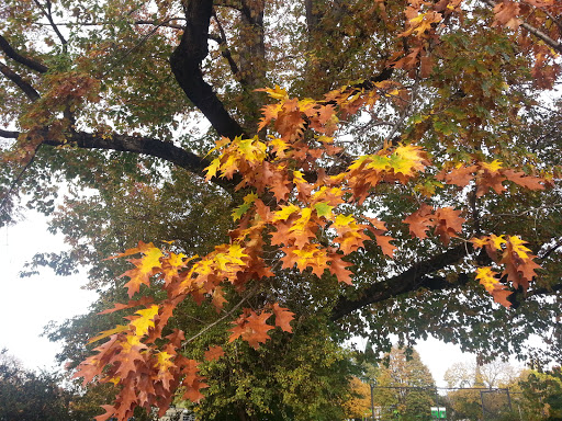 Park «Powell Park», reviews and photos, SE 26th Ave & Powell Blvd, Portland, OR 97202, USA