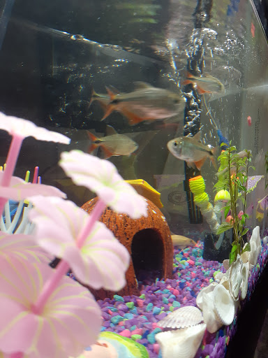 Pet Store «Fish-N-Pets Unlimited», reviews and photos, 11710 Bissonnet St, Houston, TX 77099, USA