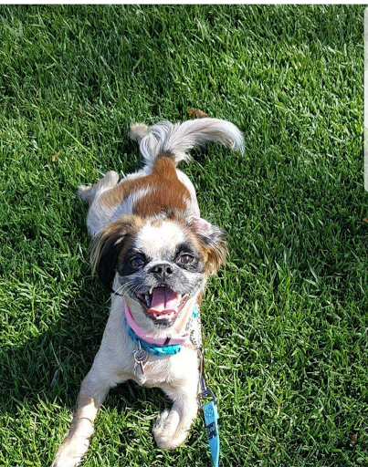 Pet Supply Store «PetSmart», reviews and photos, 24965 Pico Canyon Rd, Stevenson Ranch, CA 91381, USA