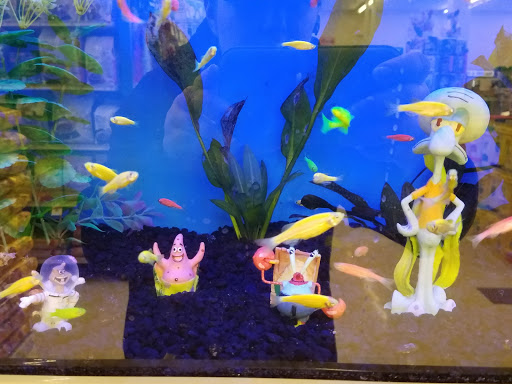 Pet Supply Store «Pet Supplies Plus», reviews and photos, 500 S St W, Raynham, MA 02767, USA