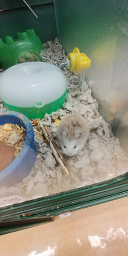 Pet Supply Store «Pet Supplies Plus», reviews and photos, 175 Memorial Ave, West Springfield, MA 01089, USA