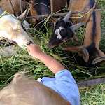 Photo n°6 de l'avis de alessandro.o fait le 02/10/2019 à 06:26 sur le  Azienda Agrituristica Al Vecio Moraro à Mogliano Veneto