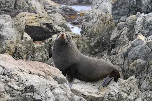 Red Rocks - Seals image