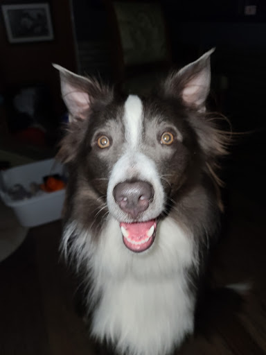 Pet Supply Store «Wags & Whiskers - West Nashville», reviews and photos, 3731 Charlotte Ave, Nashville, TN 37209, USA