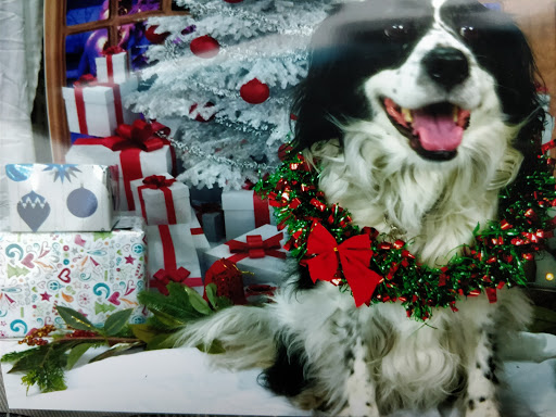 Pet Supply Store «Pets Plus», reviews and photos, 123 Nashua Rd #7, Londonderry, NH 03053, USA