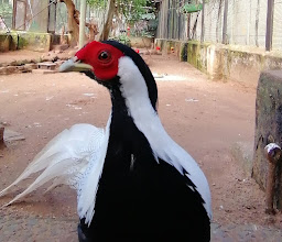 Mitchell Park Zoo photo