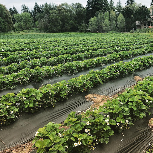 Granny May's Strawberry Farm