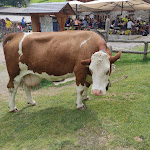 Photo n°11 de l'avis de Alex.- fait le 21/08/2021 à 13:25 sur le  Malga Fratte Val di Rabbi à Rabbi
