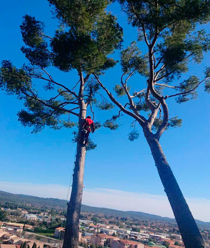 Tree pruning Marseille