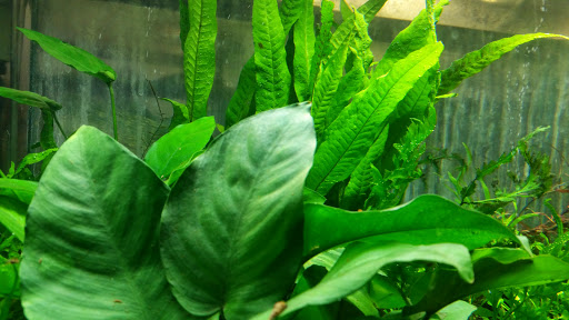 Pet Supply Store «Oddball Pets and Aquariums», reviews and photos, 262 Joseph St, Pittsburgh, PA 15227, USA