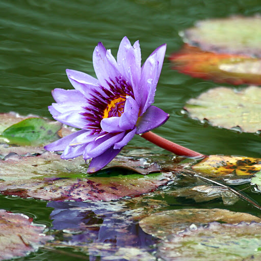 Tourist Attraction «Old Westbury Gardens», reviews and photos, 71 Old Westbury Rd, Westbury, NY 11590, USA