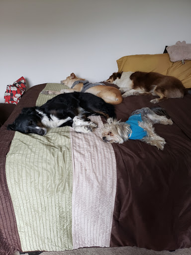 Pet Supply Store «PetSmart», reviews and photos, 12483 Limonite Ave, Mira Loma, CA 91752, USA