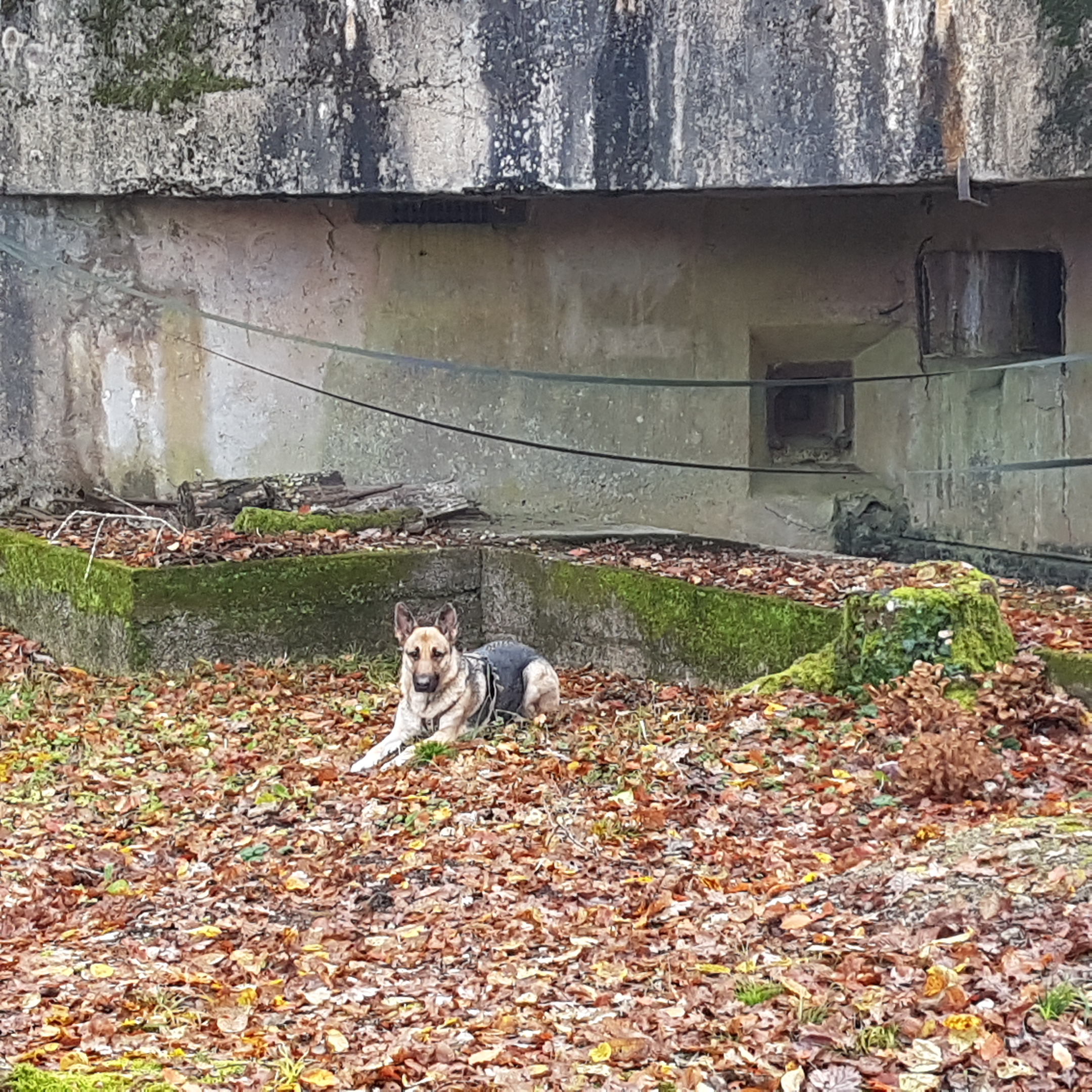 Photo n° 11 de l'avis de Carlo.e fait le 10/11/2021 à 12:22