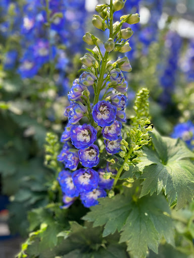 Home Improvement Store «The Home Depot», reviews and photos, 3849 S Delsea Dr, Vineland, NJ 08360, USA