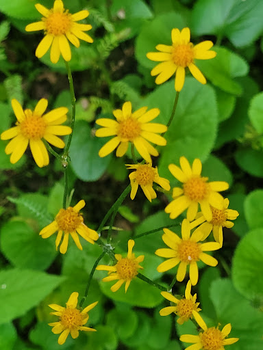 Nature Preserve «Shannondale Springs Wildlife Management Area», reviews and photos, Co Rte 9/5, Harpers Ferry, WV 25425, USA