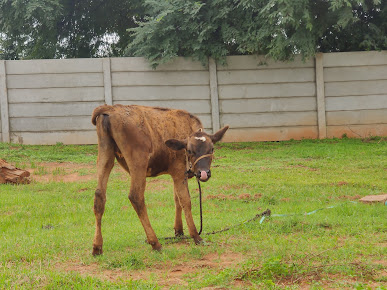 Google Maps image 15