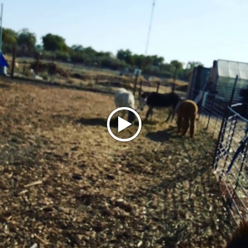 Thrift Store «Savers», reviews and photos