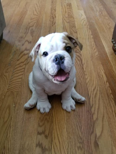 Pet Supply Store «Pet Ranch», reviews and photos, 3823 E 120th Ave, Denver, CO 80233, USA