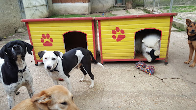 SOS Animaux 78 à Le Chesnay-Rocquencourt