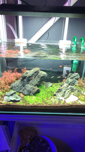 Tropical Fish Store «Manhattan Aquariums», reviews and photos, 522 W 37th St, New York, NY 10018, USA