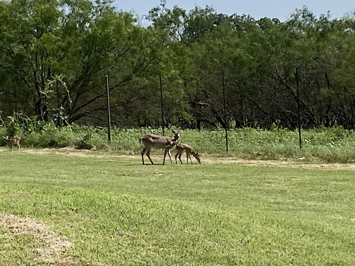 Public Golf Course «Lady Bird Johnson Golf Course», reviews and photos, 341 Golfers Loop, Fredericksburg, TX 78624, USA